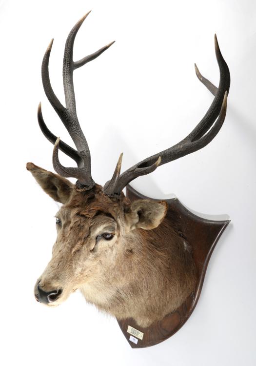 Lot 16 - Taxidermy: Red Deer (Cervus elaphus), Graythwaite Hall, Killed by G.O.Sandys, October 09th...