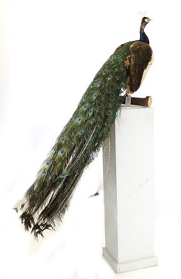 Lot 17 - Taxidermy: Indian Peacock (Pavo cristatus), circa 1970, full mount male bird with head turning...