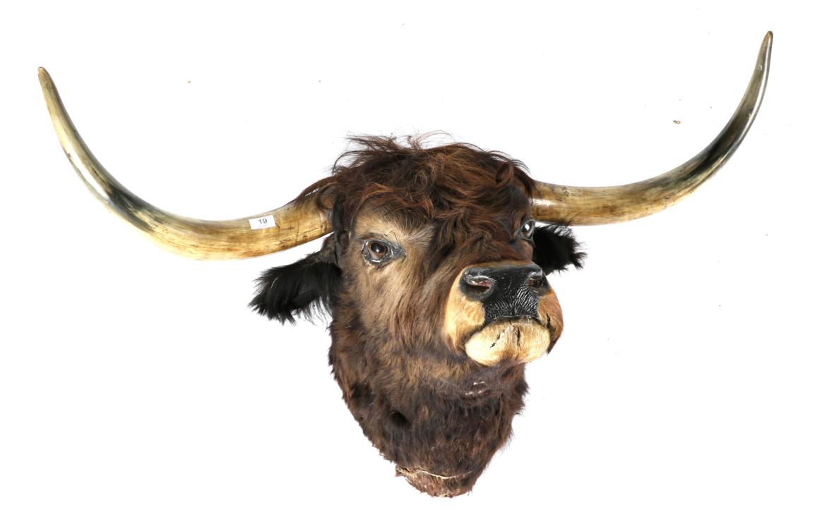 Lot 19 - Taxidermy: Black Bull (Bos taurus), circa 1900, head mount looking straight ahead, tip to tip...
