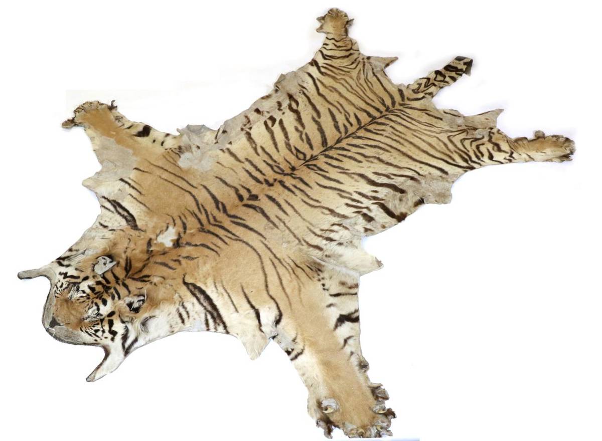 Lot 20 - Taxidermy: Tiger Skin (Panthera tigris tigris) circa 1930, flat head skin rug with limbs...