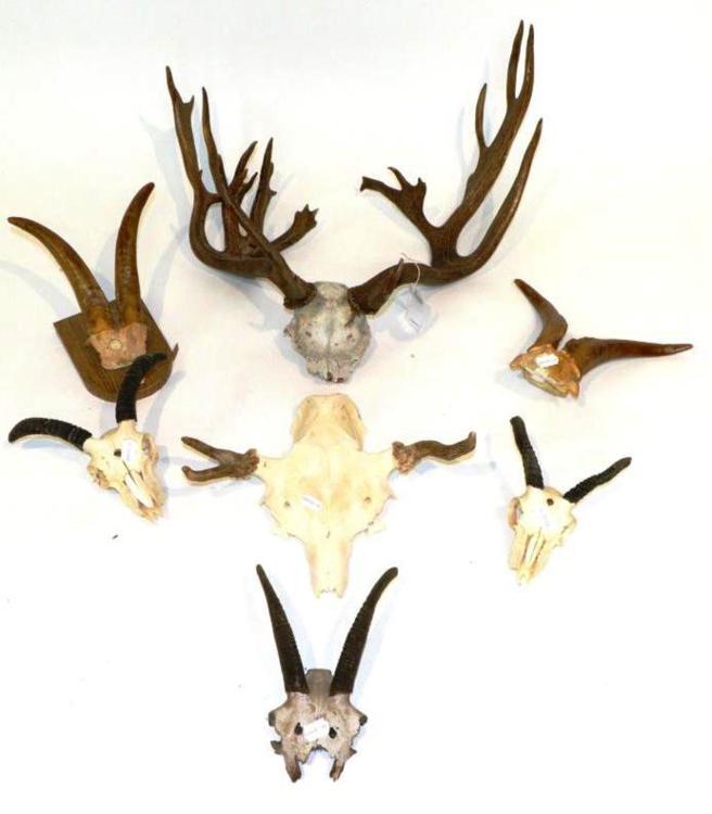 Lot 21 - Antlers: Fallow Deer (Dama dama) circa mid 20th century, abnormal antlers on part upper skull,...