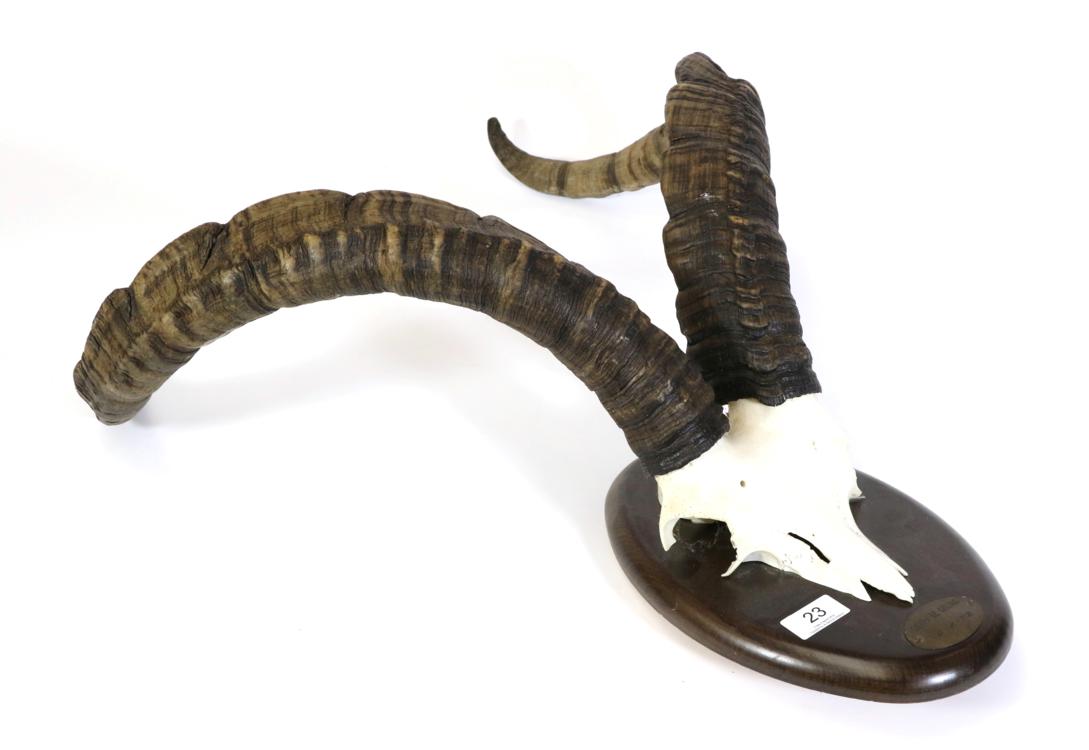 Lot 23 - Taxidermy: Spanish Ibex (Capra pyrenaica), Sierra de Gredos, 14-10-72, horns on polished...