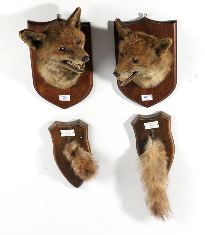 Lot 24 - Taxidermy: A Pair of Fox Masks (Vulpes vulpes), circa late Victorian, by E. Allen & Co,...