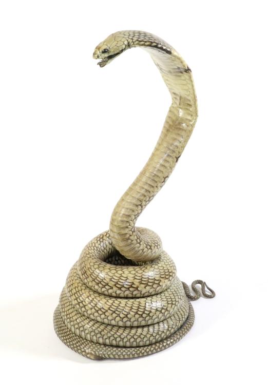 Lot 27 - Taxidermy: Indian Cobra, (Naja naja), circa 1960, full mount snake in coiled pose with hood...