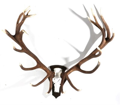 Lot 28 - Antlers: European Red Deer (Cervus elaphus) circa late 20th century, impressive large antlers...