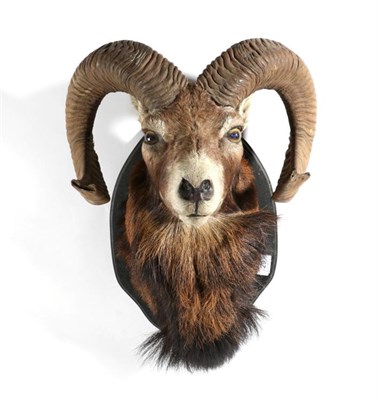 Lot 29 - Taxidermy: European Mouflon (Ovis orientalis musimon), circa late 20th century, shoulder mount...