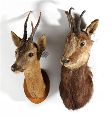 Lot 30 - Taxidermy: Alpine Chamois (Rupicapra rupicapra), circa late 20th century, shoulder mount with...