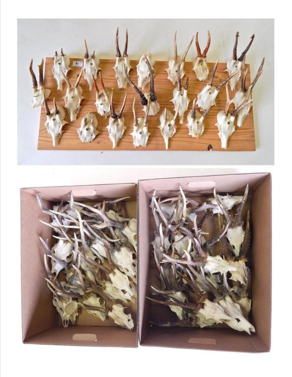 Lot 31 - Antlers: Roe Buck (Capreolus capreolus), circa 1970-1980, a quantity of adult antlers on cut...