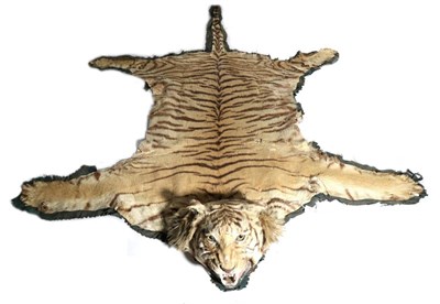 Lot 34 - Taxidermy: Bengal Tiger (Panthera tigris tigris), circa 1920, skin rug with head mount, with...