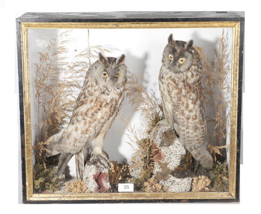 Lot 35 - Taxidermy: A Pair of Long Eared Owls (Asio otus), circa 1890, a pair of full mount birds both...