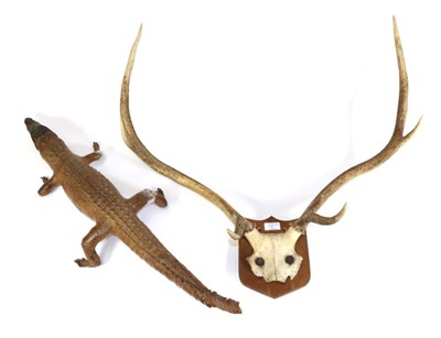 Lot 37 - Taxidermy: Juvenile Crocodile, (Crocodylus niloticus) circa 1940, full mount juvenile in...