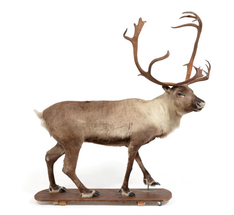 Lot 38 - Taxidermy: Caribou/Reindeer (Rangifer tarandus), modern, full mount adolescent in walking pose with
