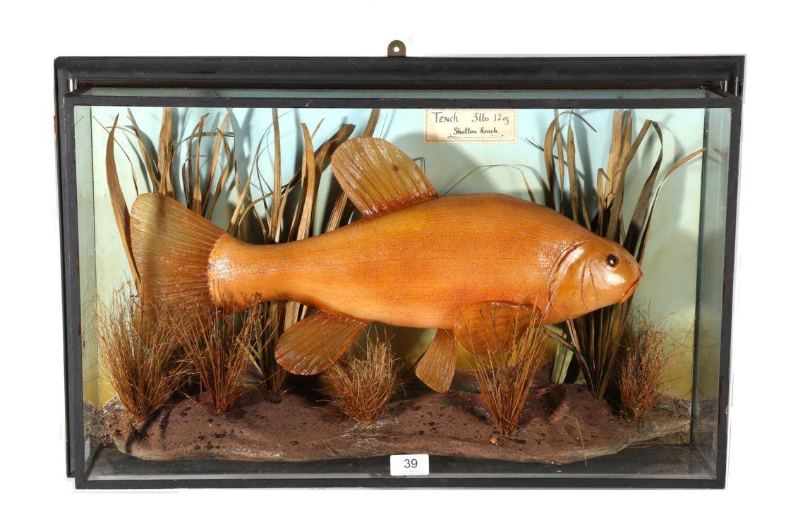 Lot 39 - Taxidermy: A Cased Tench (Tinca tinca), preserved and mounted within a naturalistic river bed...