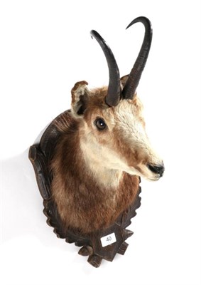 Lot 40 - Taxidermy: Alpine Chamois (Rupicapra rupicapra), circa late 20th century, shoulder mount...