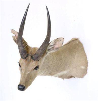 Lot 41 - Taxidermy: Cape Bushbuck (Tragelaphus sylvaticus), circa 1980, shoulder mount with neck...