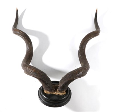 Lot 42 - Taxidermy: Cape Greater Kudu (Strepsiceros strepsiceros), circa 1900, horns on cut upper skull cap