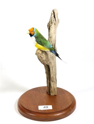 Lot 49 - Taxidermy: Gouldian Finch (Erythrura gouldiae), modern, full mount perched upon a dry tree...