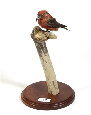 Lot 50 - Taxidermy: Scottish Crossbill (Loxia scotica), modern, full mount perched atop a dry tree...