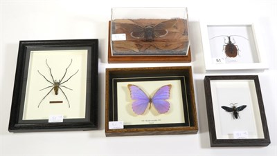 Lot 51 - Entomology: A Collection of Various Asian Insects, modern, a varied small collection of insects...