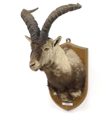 Lot 52 - Taxidermy: Spanish Ibex (Capra pyrenaica pyrenaica), circa 1970, shoulder mount with head...