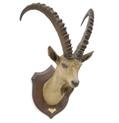 Lot 53 - Taxidermy: Nubian Ibex (Capra ibex nubia), Red Sea Province, 1912, N.C.C., by Rowland Ward,...