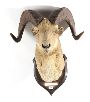 Lot 54 - Taxidermy: Kamchatka Bighorn (Ovis mivicola mivicola), Major Radcliffe, by Rowland Ward, early 20th