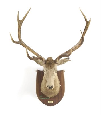 Lot 55 - Taxidermy: Kashmir Stag or Hangul (Cervus elaphus hanglu), Bara Singh, Liddar Valley, Kashmir, 15th