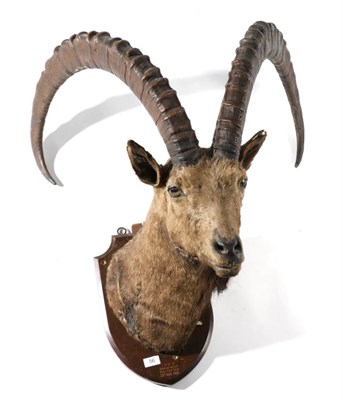 Lot 56 - Taxidermy: Siberian Ibex (Capra ibex siberica), Shigar Valley, Baltistan, 22nd Aug 1935, attributed