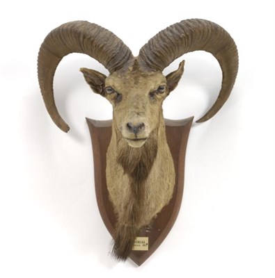 Lot 57 - Taxidermy: Urial (Ovis orientalis punjabiensis), Punjab 1913, by Peter Spicer & Sons, Taxidermists