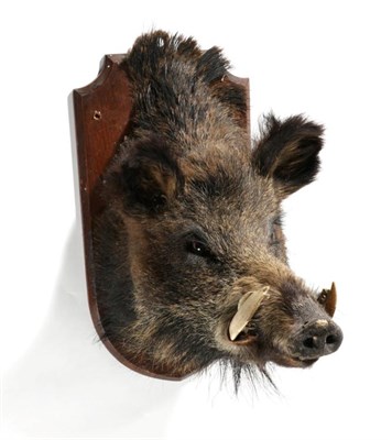 Lot 58 - Taxidermy: Wild Boar (Sus scrofa), head mount, with associated tusks from a mature adult, 56cm from