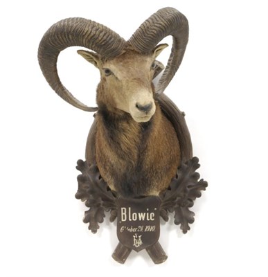 Lot 59 - Taxidermy: European Mouflon (Ovis musimon), Blowic, Oct 1910, shoulder mount with head turning...