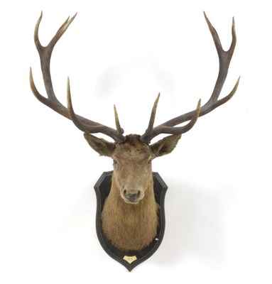 Lot 60 - Taxidermy: Kashmir Red Deer or Hangul (Cervus elaphus hanglu), Arapul, Kashmir, 12 Oct 1917, by...