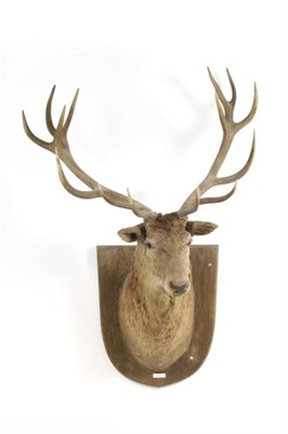 Lot 61 - Taxidermy: New Zealand Red Deer (Cervus elaphus), shoulder mount looking straight ahead, 14...