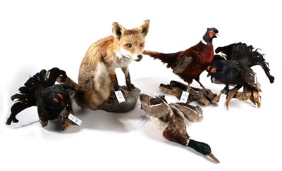 Lot 62 - Taxidermy: Red Fox (Vulpes vulpes), circa late 20th century, full mount in sitting pose mounted...