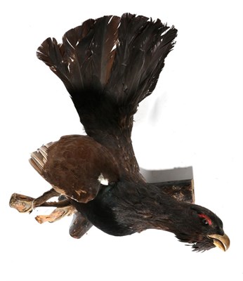 Lot 63 - Taxidermy: European Capercaillie (Tetrao urogallus), circa late 20th century, full mount cock...