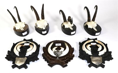 Lot 64 - Taxidermy: Alpine Chamois (Rupicapra rupicapra), modern, four sets of horns on cut upper skulls...