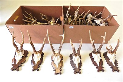 Lot 65 - Taxidermy: Roe Buck (Capreolus capreolus), circa 1970-1980, quantity of adult antlers on cut...