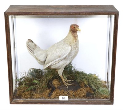 Lot 68 - Taxidermy: Cased Chicken (Gallus gallus domesticus), circa 1900, by E.F.Spicer, 58 Suffolk...