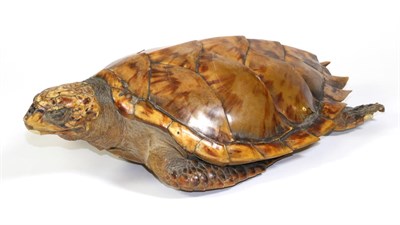 Lot 69 - Taxidermy: Hawksbill Sea Turtle (Eretmochelys imbricata), circa late 19th century, full mount...