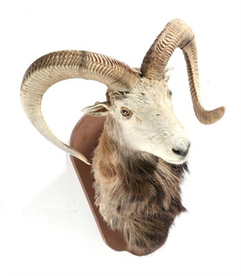 Lot 70 - Taxidermy: European Mouflon (Ovis orientalis musimon), circa late 20th century, shoulder mount...