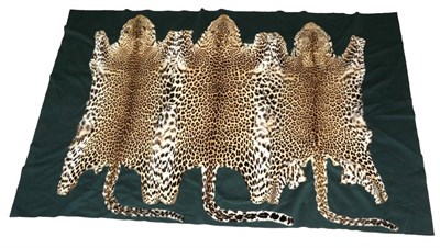 Lot 71 - Taxidermy: Leopard Skins Carriage Rug (Panthera pardus), circa 1900, three Leopard flat skins...