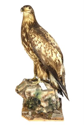 Lot 72 - Taxidermy: Juvenile White-Tailed Sea Eagle (Haliaeetus albicilla), circa 1900-1920, full mount...