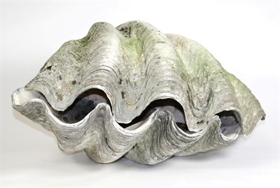 Lot 73 - Conchology: Giant Clam Shell (Tridacna gigas), late 19th century, a complete full shell, left...