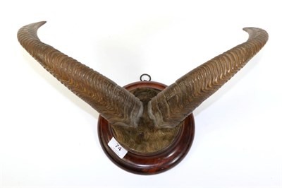 Lot 74 - Taxidermy: Barbary Sheep (Ammotragus lervia), late Victorian, horns on cut upper hair covered skull