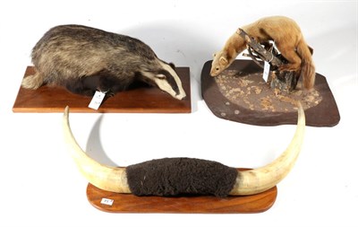 Lot 75 - Taxidermy: European Badger (Meles meles), circa 1960, by Snowdonia Taxidermy Services,...