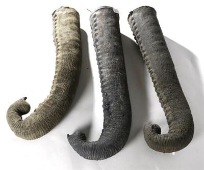 Lot 76 - Taxidermy: Three Replica Foam Elephant Trunks, three various sized life-like replica full...