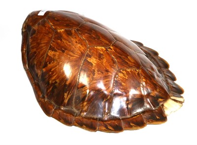 Lot 79 - Taxidermy: Green Sea Turtle Shell (Chelonia mydas), circa 1860, complete upper shell with...