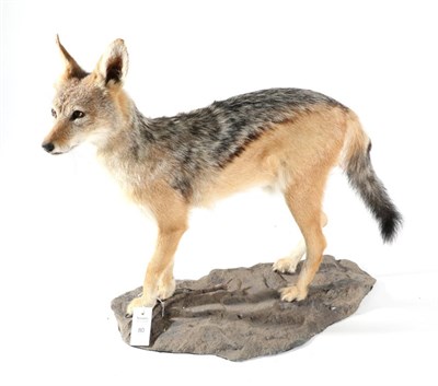 Lot 80 - Taxidermy: Black-Backed Jackal (Canis mesomelas), modern, full mount stood with head slightly...