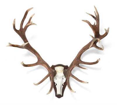 Lot 81 - Antlers: European Red Deer (Cervus elaphus) circa late 20th century, impressive large antlers...