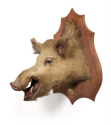 Lot 82 - Taxidermy: European Wild Boar (Sus scrofa), circa 1923, by Deyrolle Paris, head mount looking...